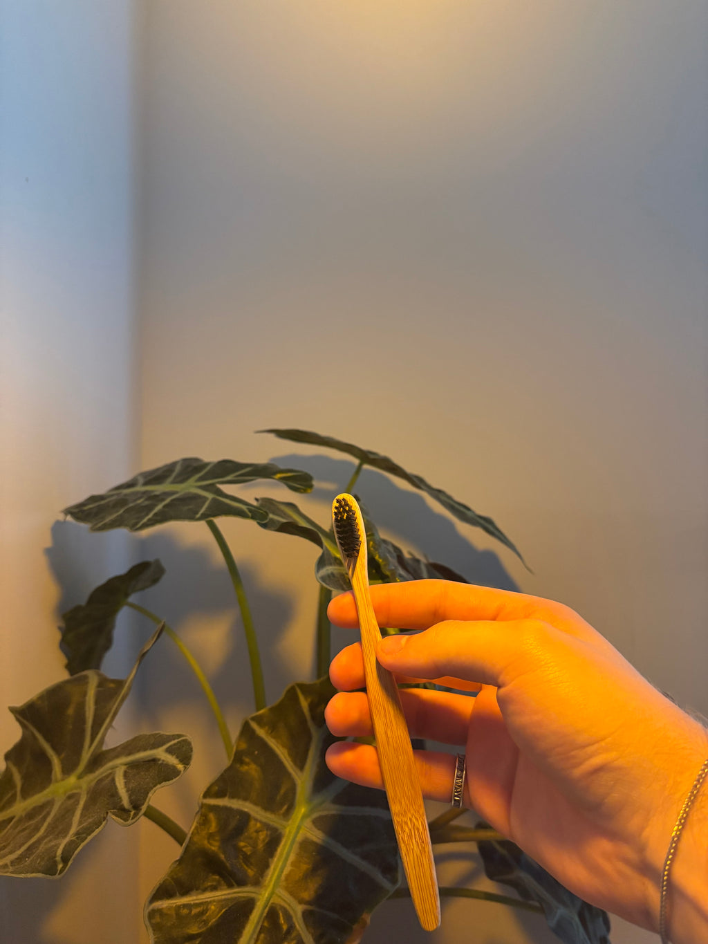 The Midnight Edition Evergleam