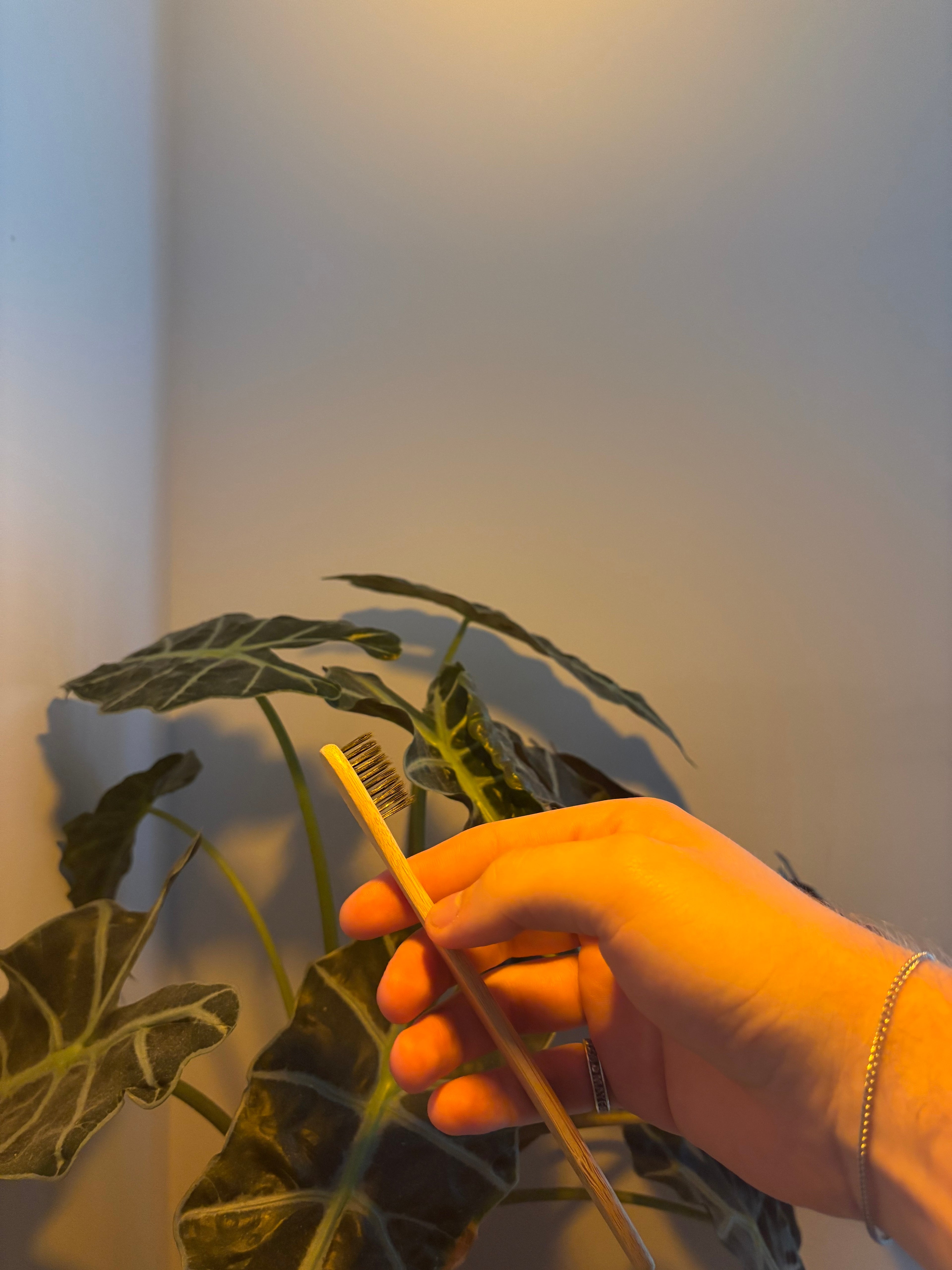 The Midnight Edition Evergleam