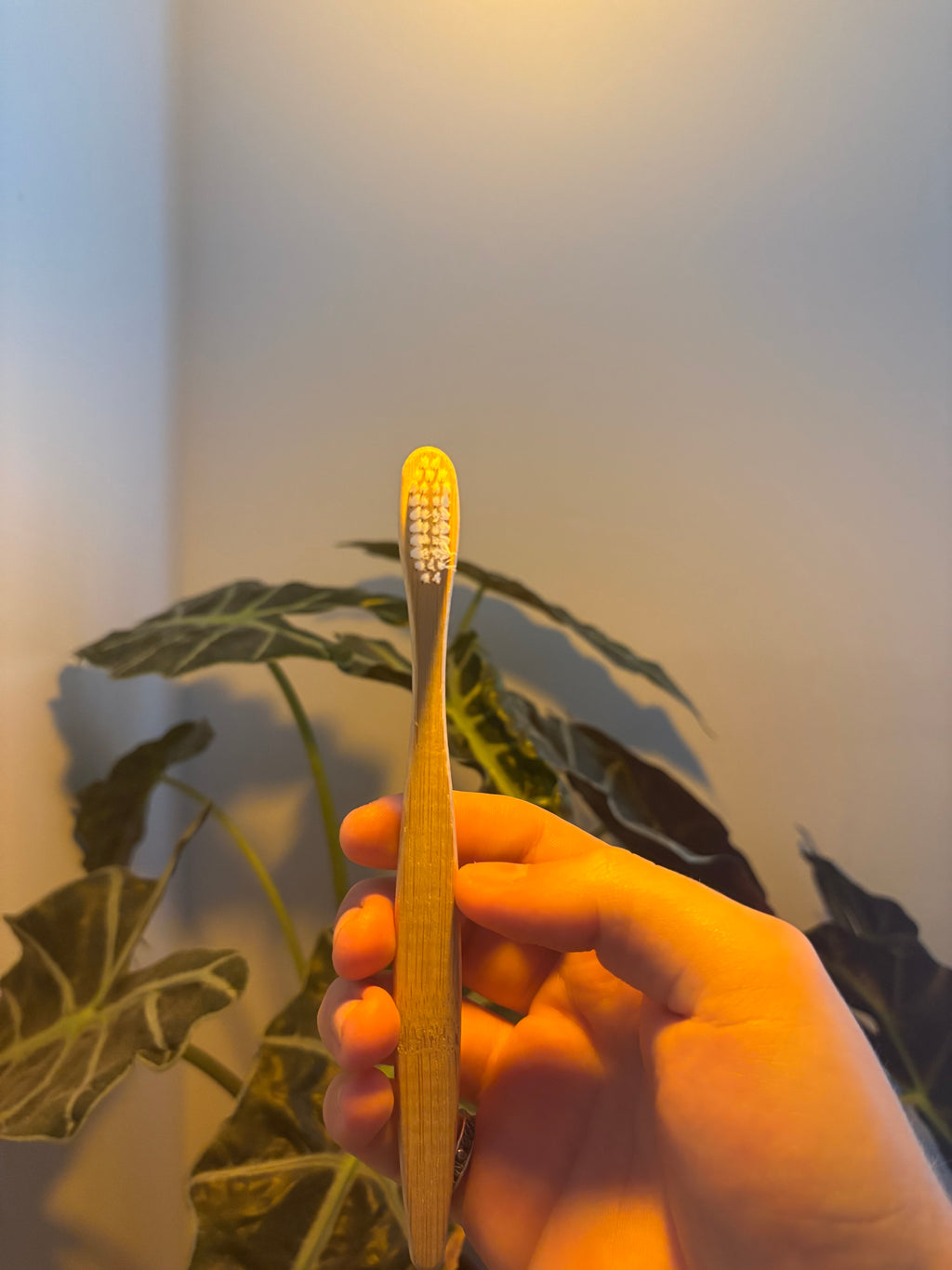 The Classic Evergleam