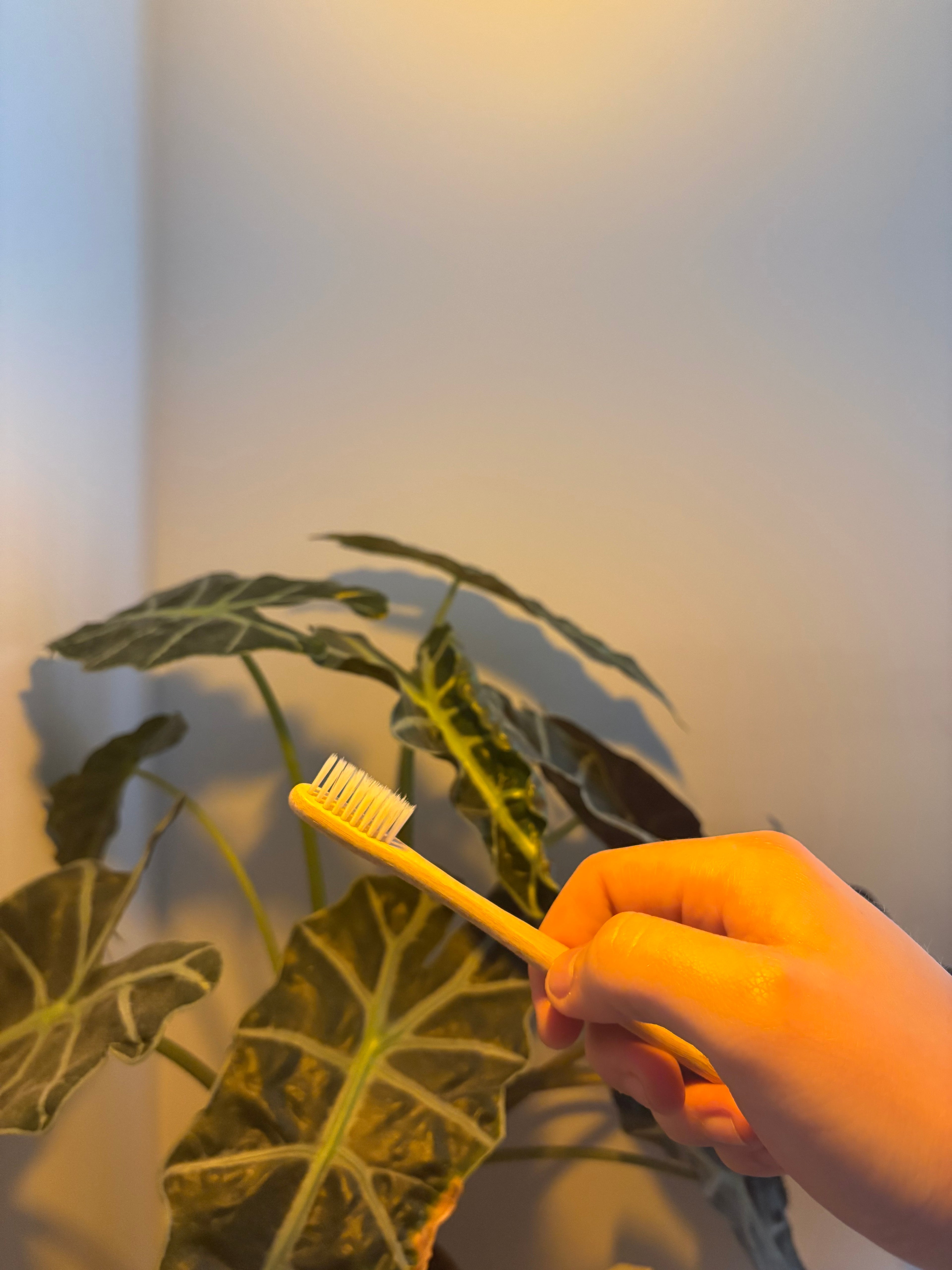 The Classic Evergleam