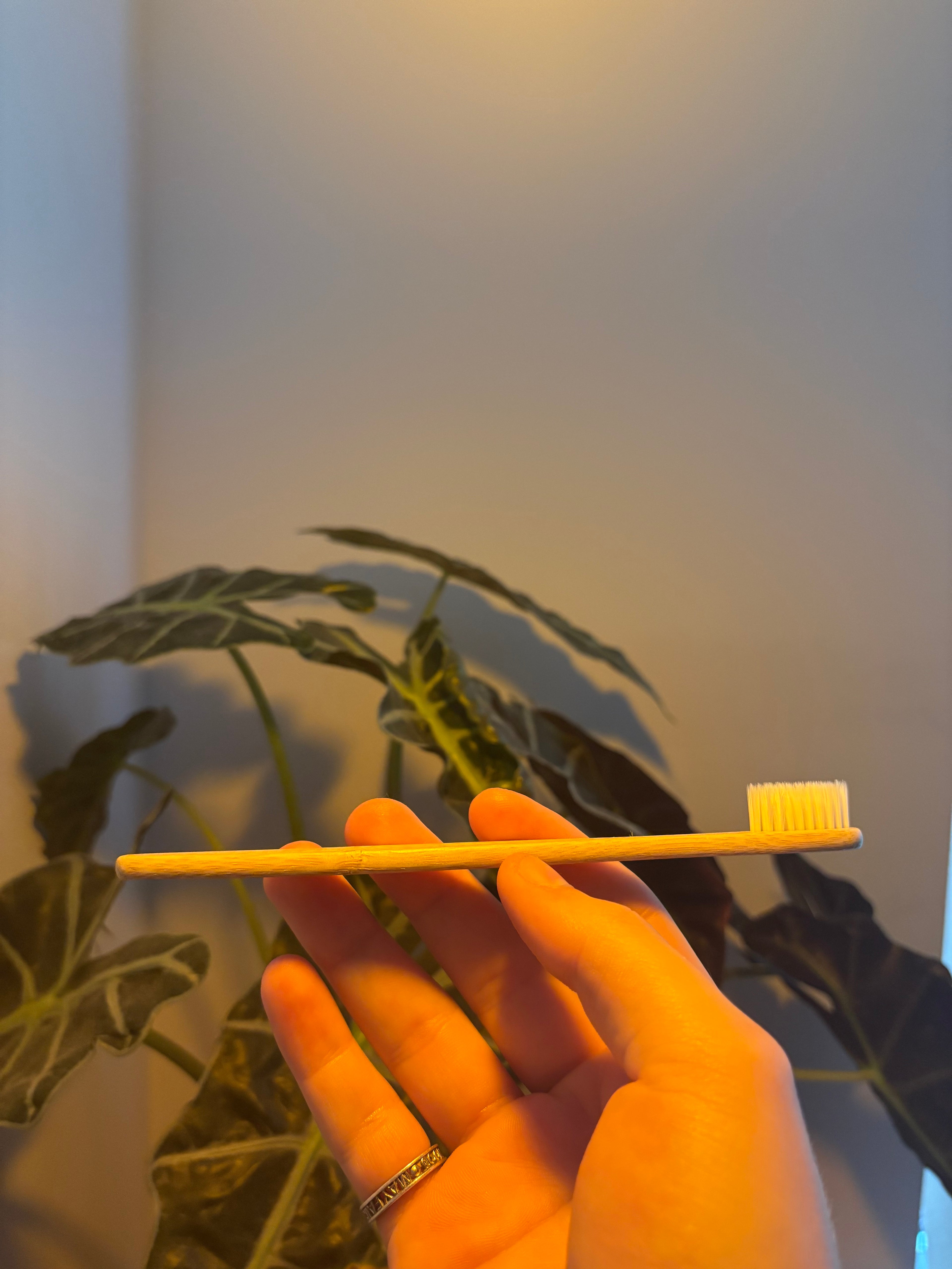 The Classic Evergleam