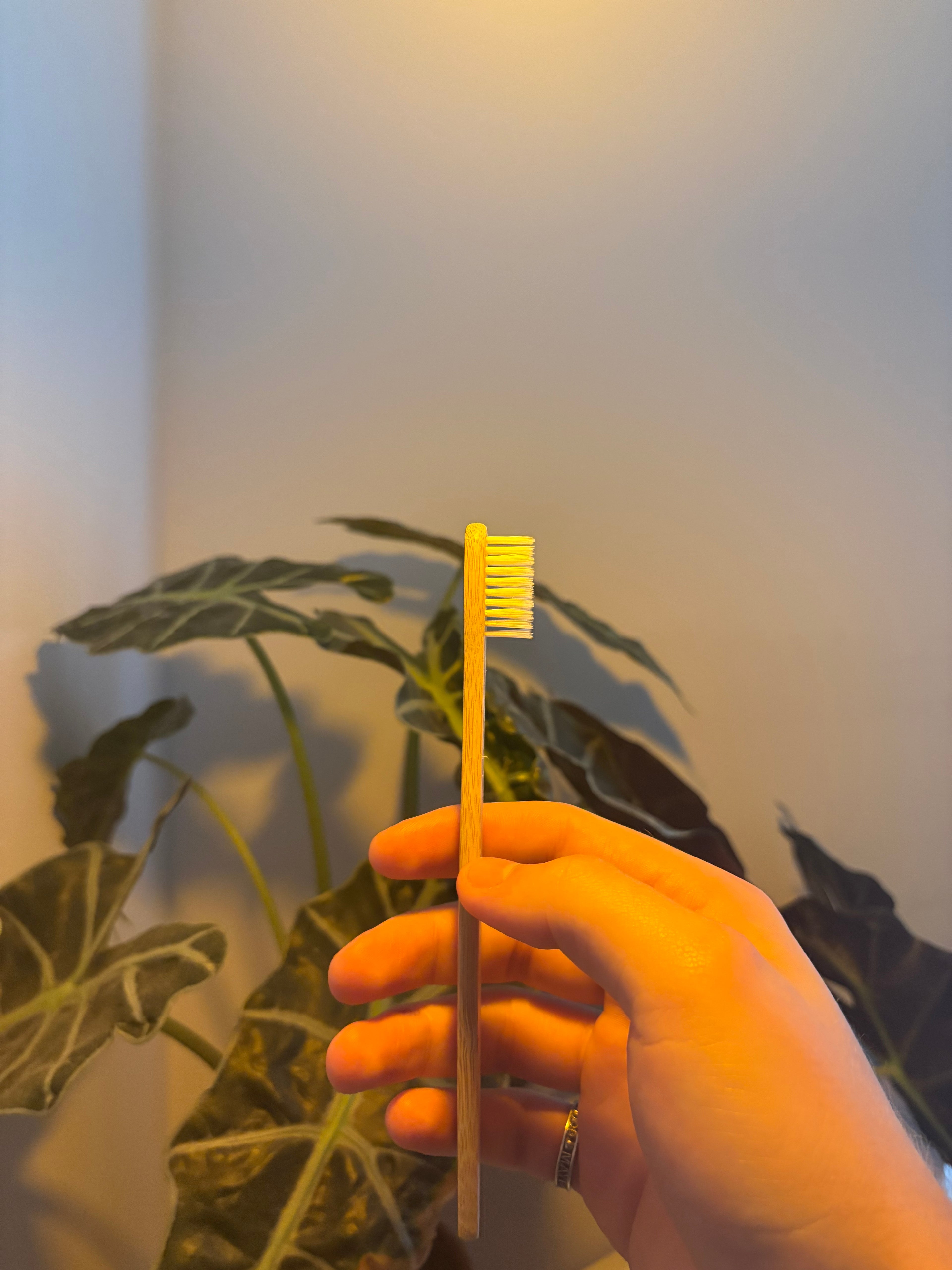 The Classic Evergleam