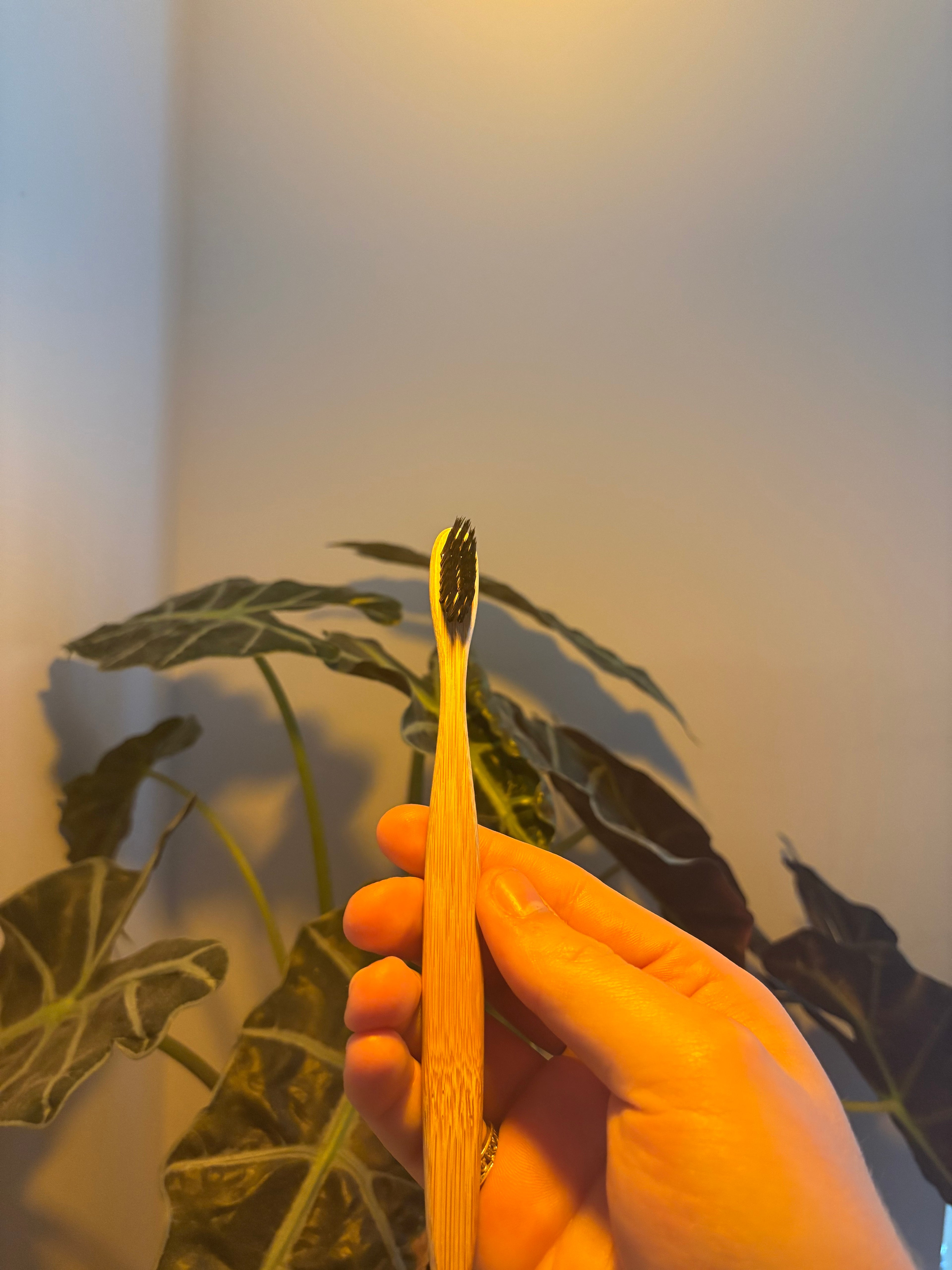 The Midnight Edition Evergleam